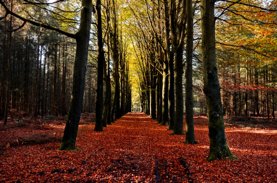 Autumn Orange Leaves Trees Trail