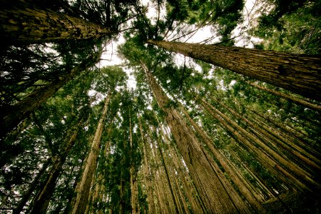 Tall Forest Green Trees
