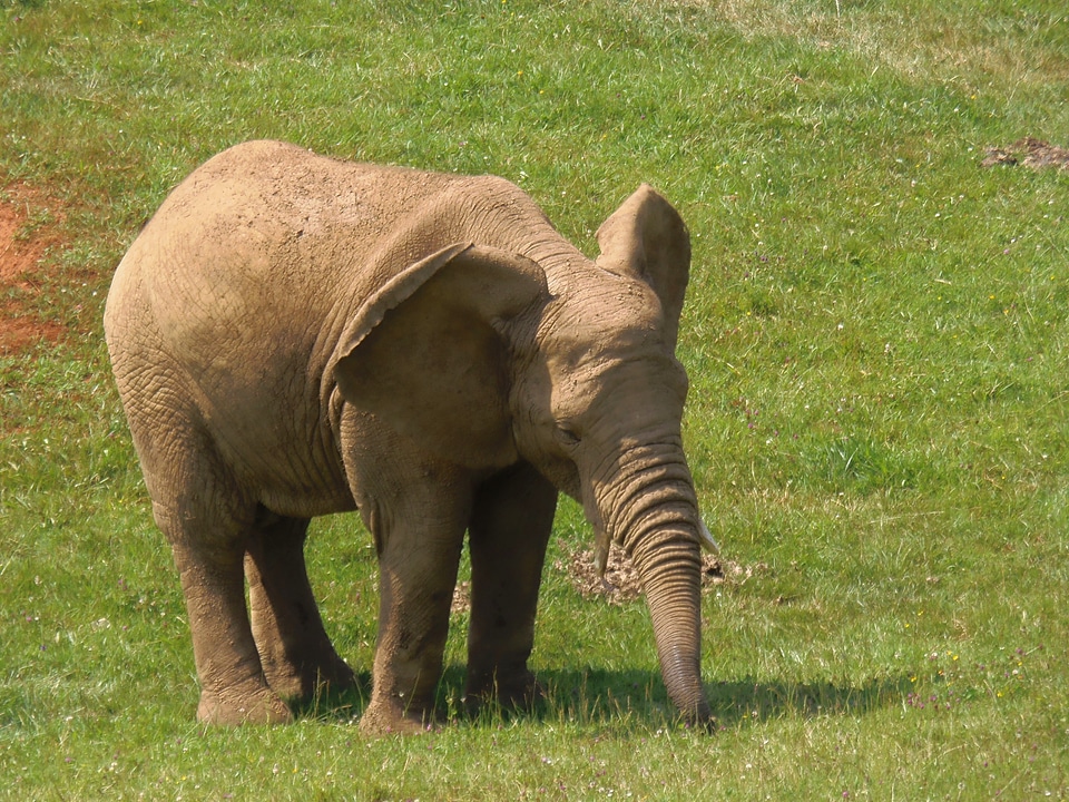 Animals animal fauna