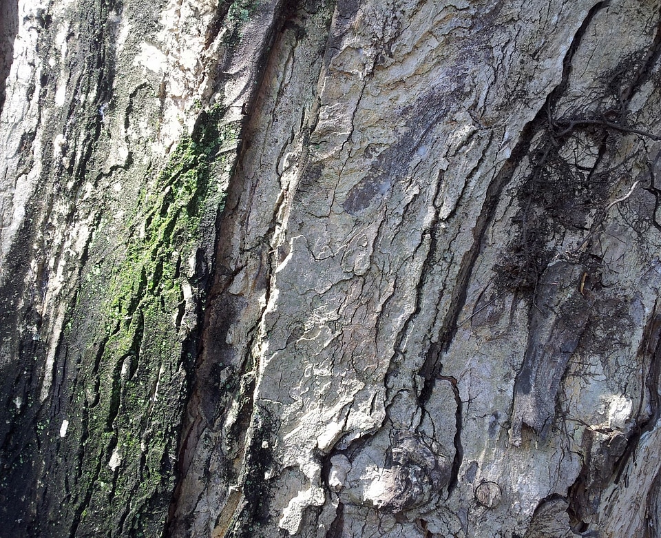Tree organic agriculture