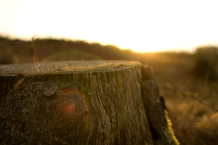 Unsplashcom Tree Stump Brown Wood Cut Sun Rise Lens Flare photo
