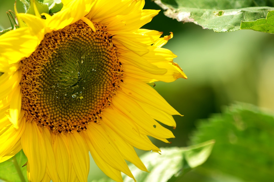 Collecting sunflowers petals