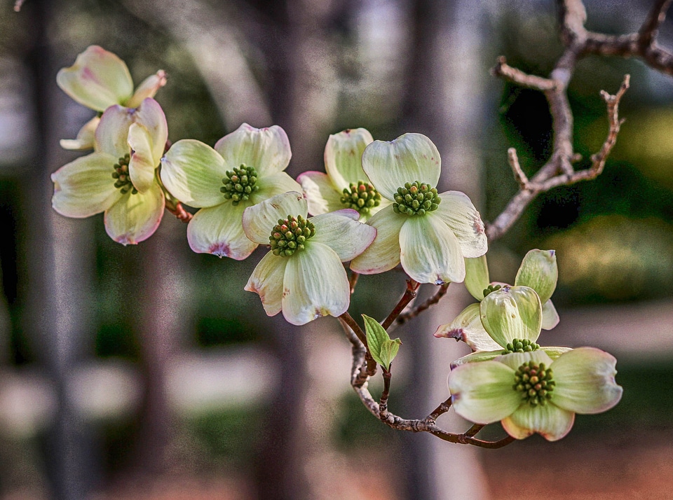 White season growth
