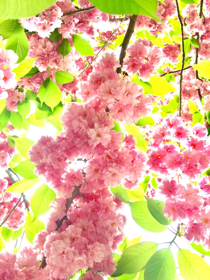 SPRING