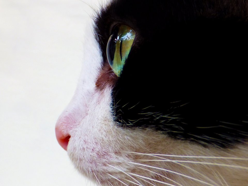 Tuxedo Cat