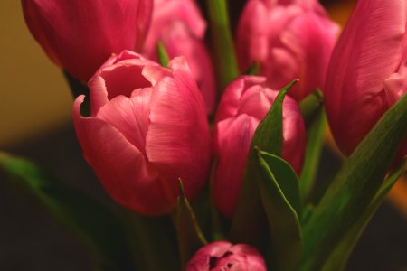 Pink Tulip Flower photo