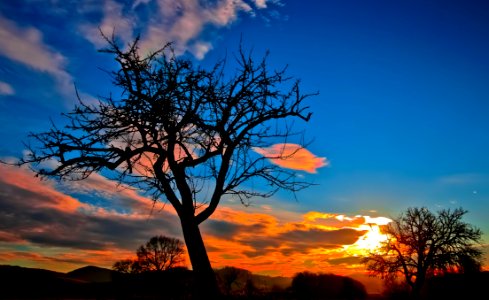 Silhouette Of Bare Tree During Sunset photo