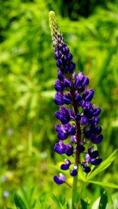 Purple Flower During Day Time