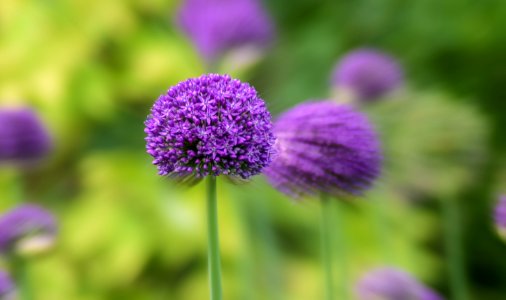 Purple Blooms In Garden photo