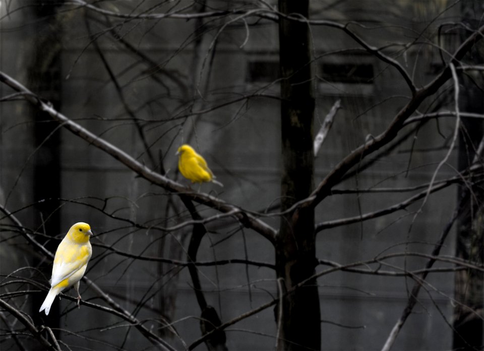 Birds In Bare Branches