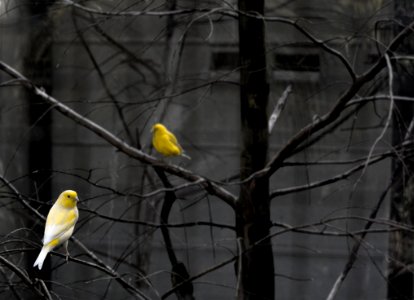 Birds In Bare Branches photo