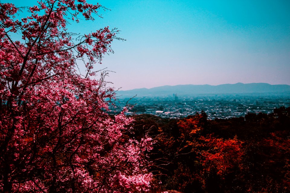 Autumn Leaves On Hillside