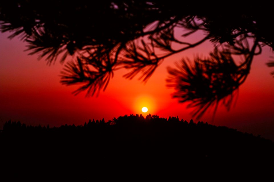 Sunset Through Pine Limbs
