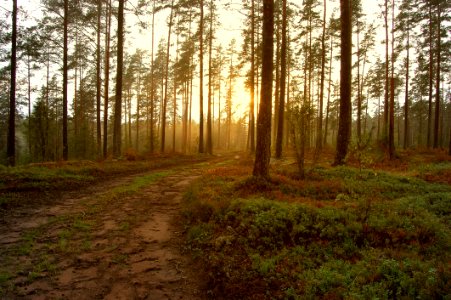 Sunrise Through Forest Trees