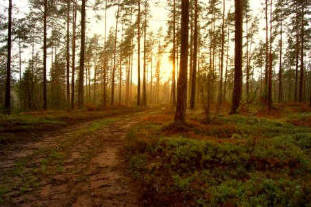 Sunrise Through Forest Trees photo