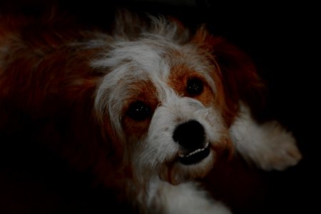 Portrait Of Dog On Black