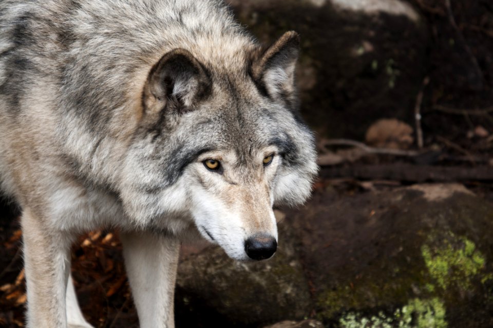 Portrait Of Wild Wolf