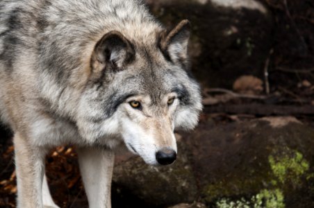 Portrait Of Wild Wolf photo