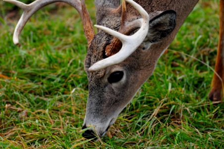 Male Deer Closeup