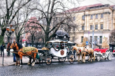 City Horse And Carriage photo