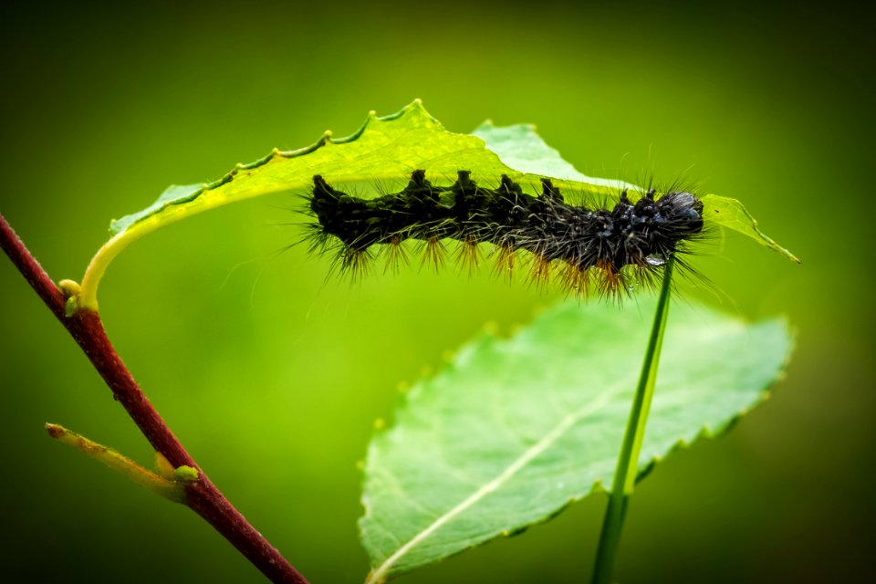 Black Moth On Green Leaf Plant