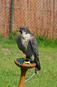 American predator bird