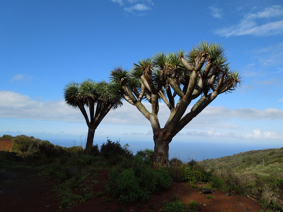 Nature canary islands hiking