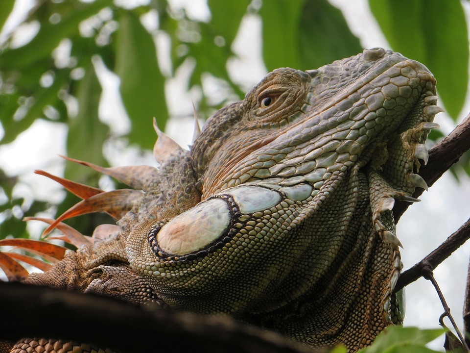 Reptile lizard dragon