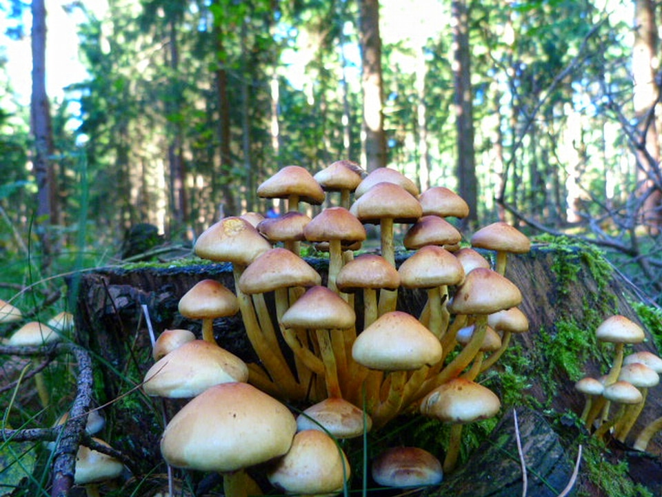 Mushrooms moss fouling