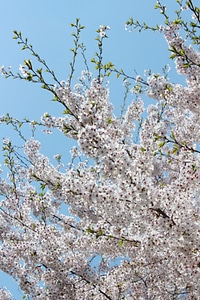 Cherry blossom flowers sky photo