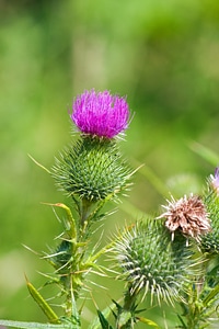 Wild plant flower plant