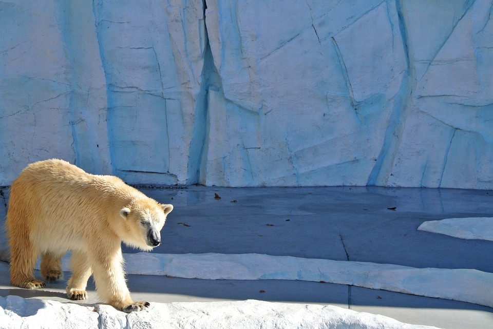 Arctic predator carnivore