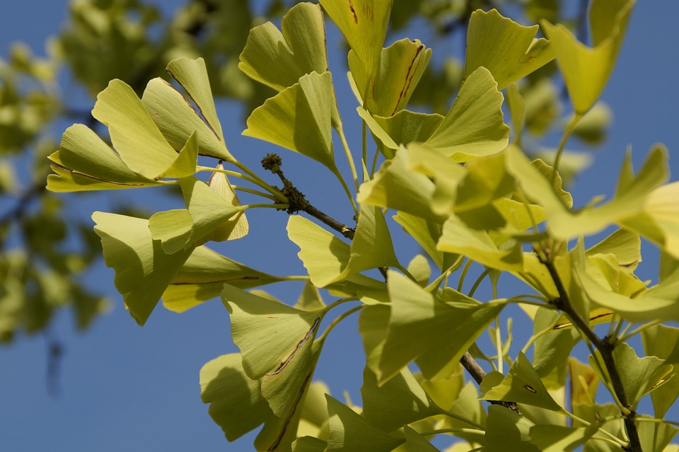 Tree ginko tree gingko