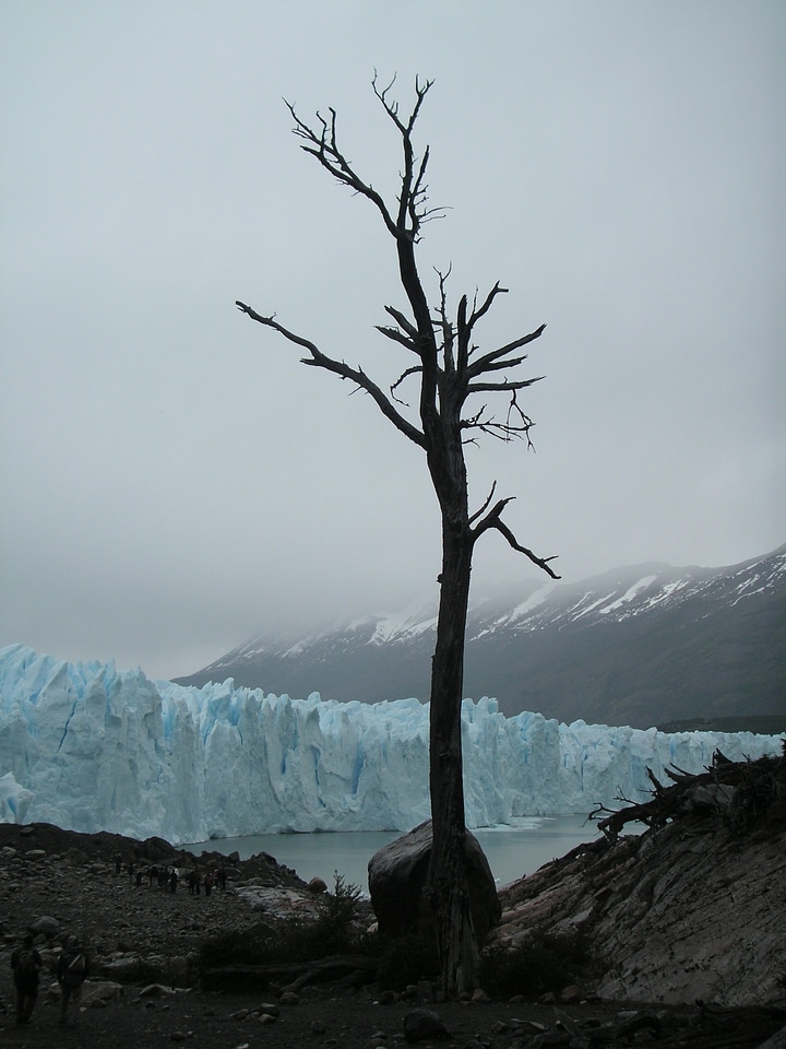 Glacier dead tree clouds