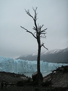 Glacier dead tree clouds