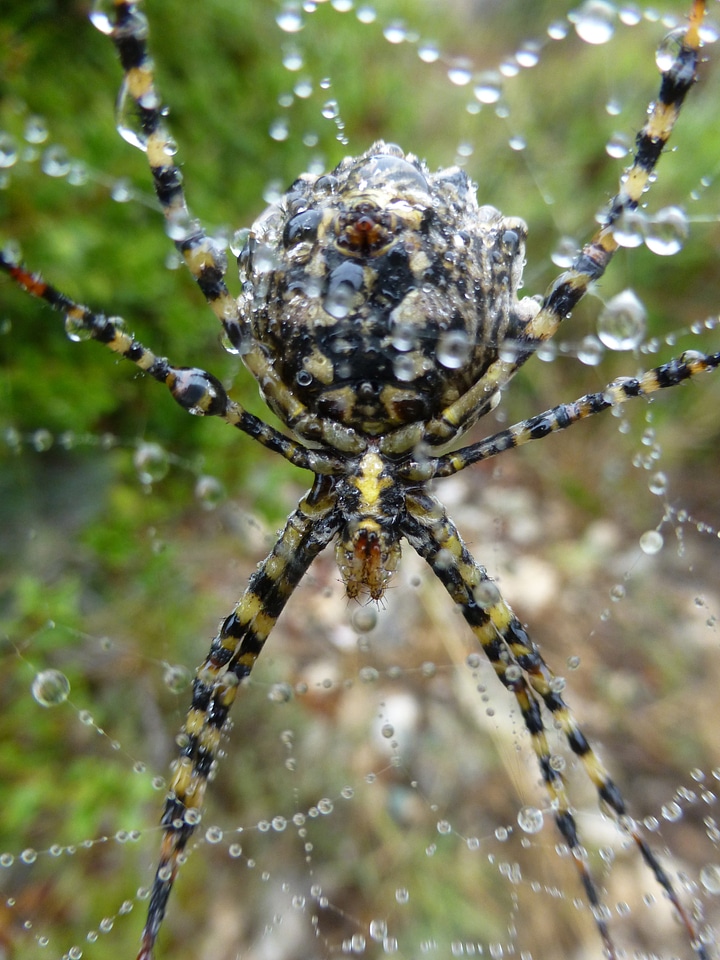 Web animals arachnid