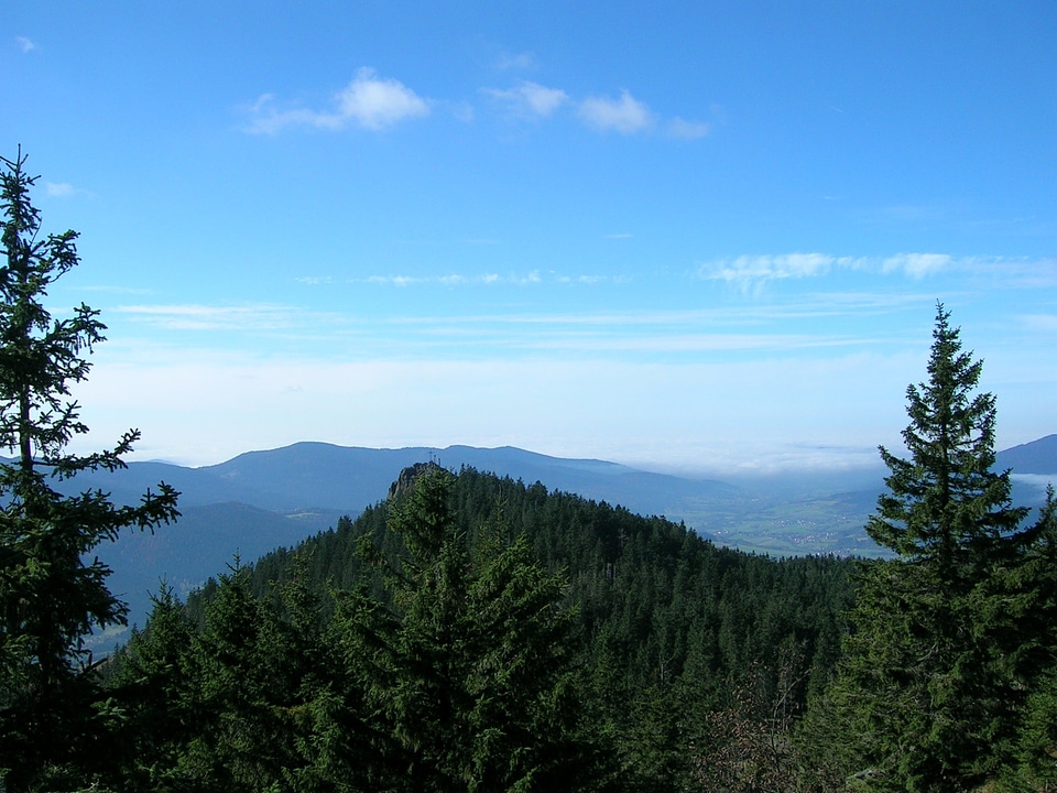 View distant view bayer forest