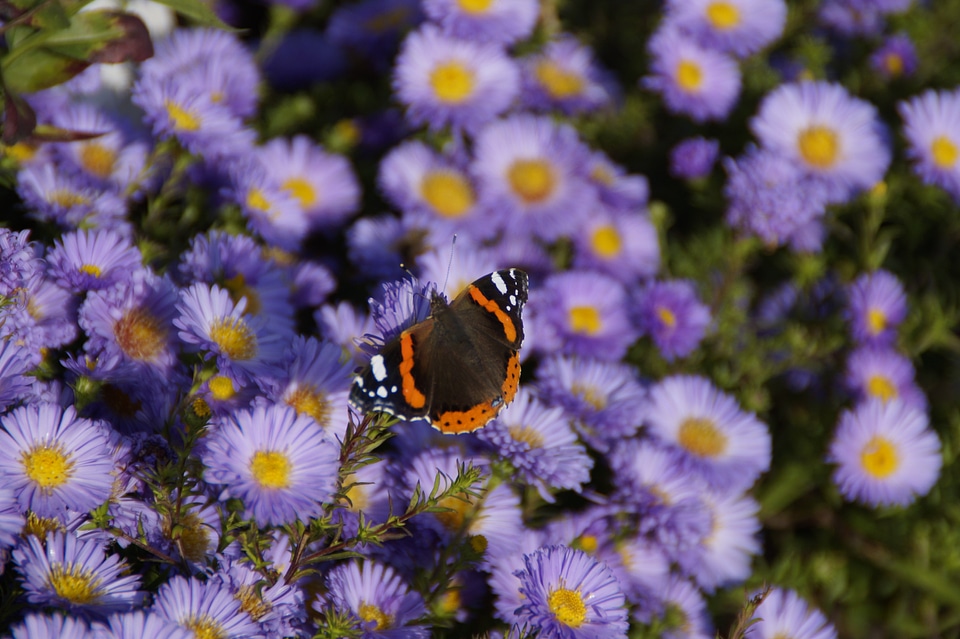 Flowers purple asters