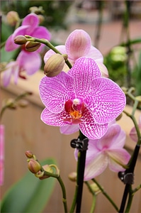 Plant natural blossom