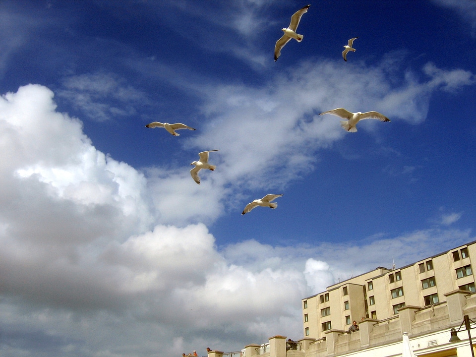 Blue sky gull