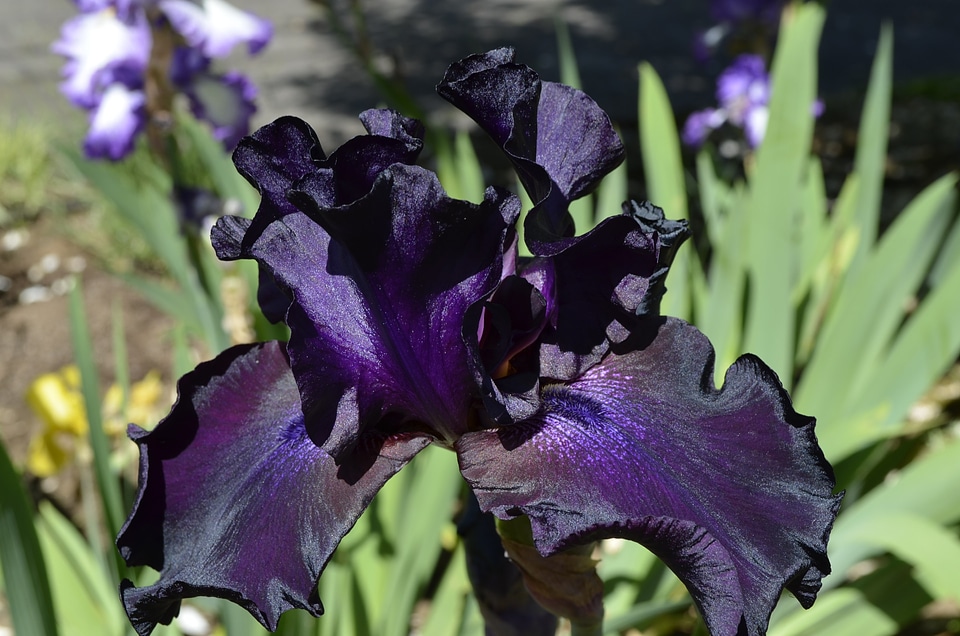 Purple floral plant