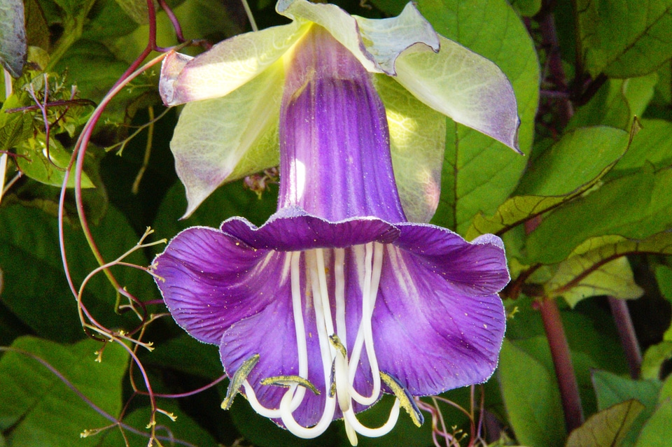 Tropics tropical bat flower