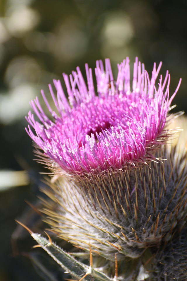 Flower pink wild flower