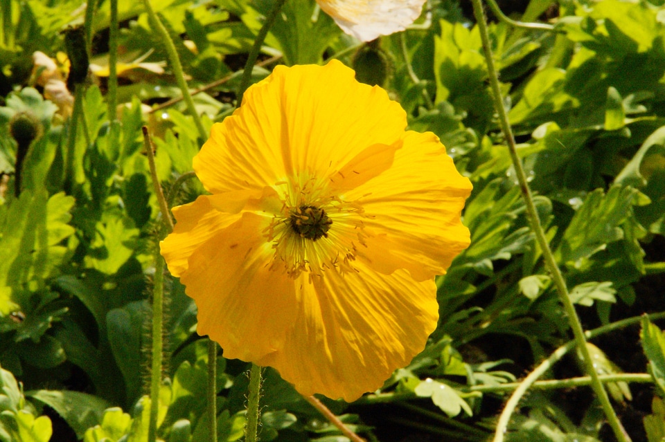 Tender yellow blossom