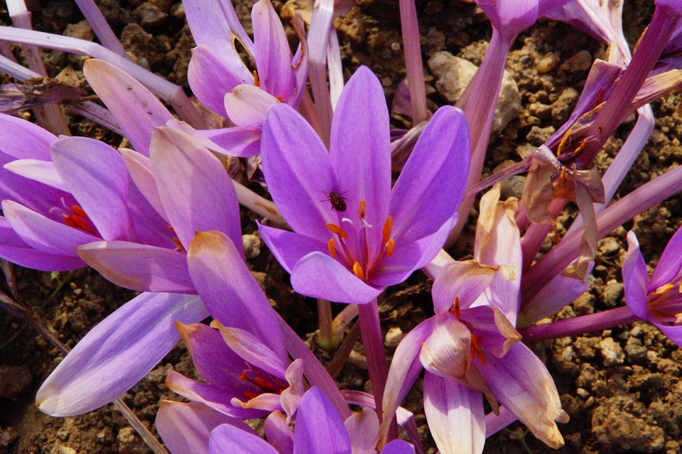Autumn flowers bloom