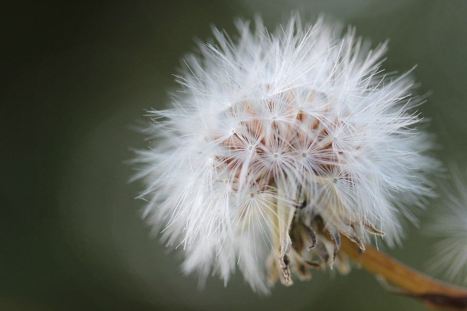 Meadow close up plant