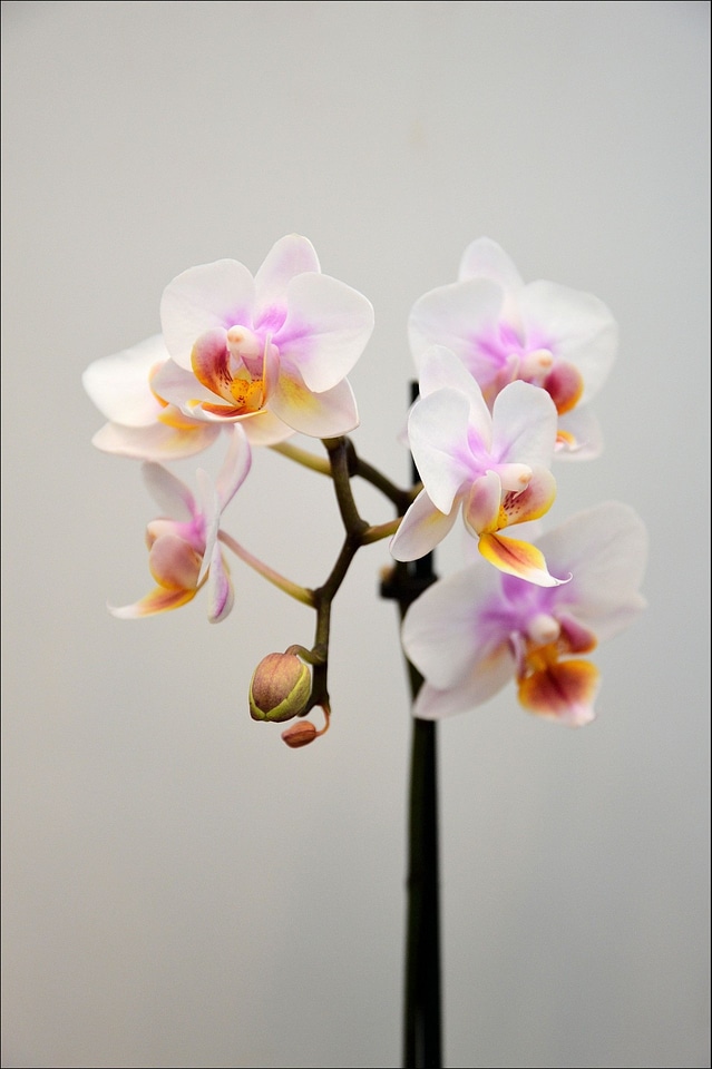 Floral plant natural