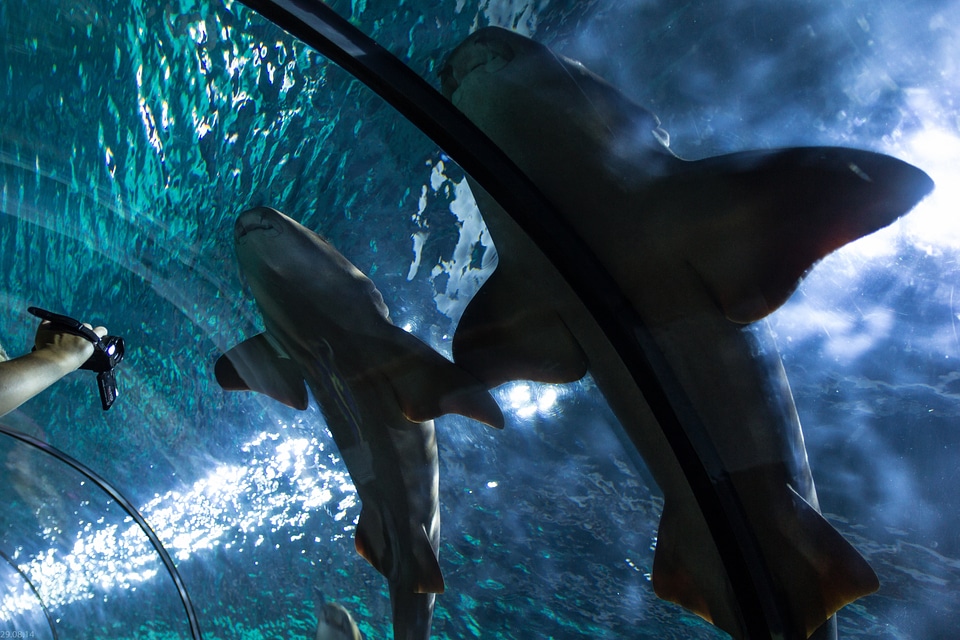 Hai fish tunnel underwater