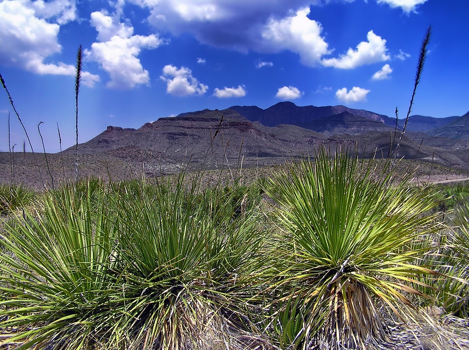 Mountains plants sky