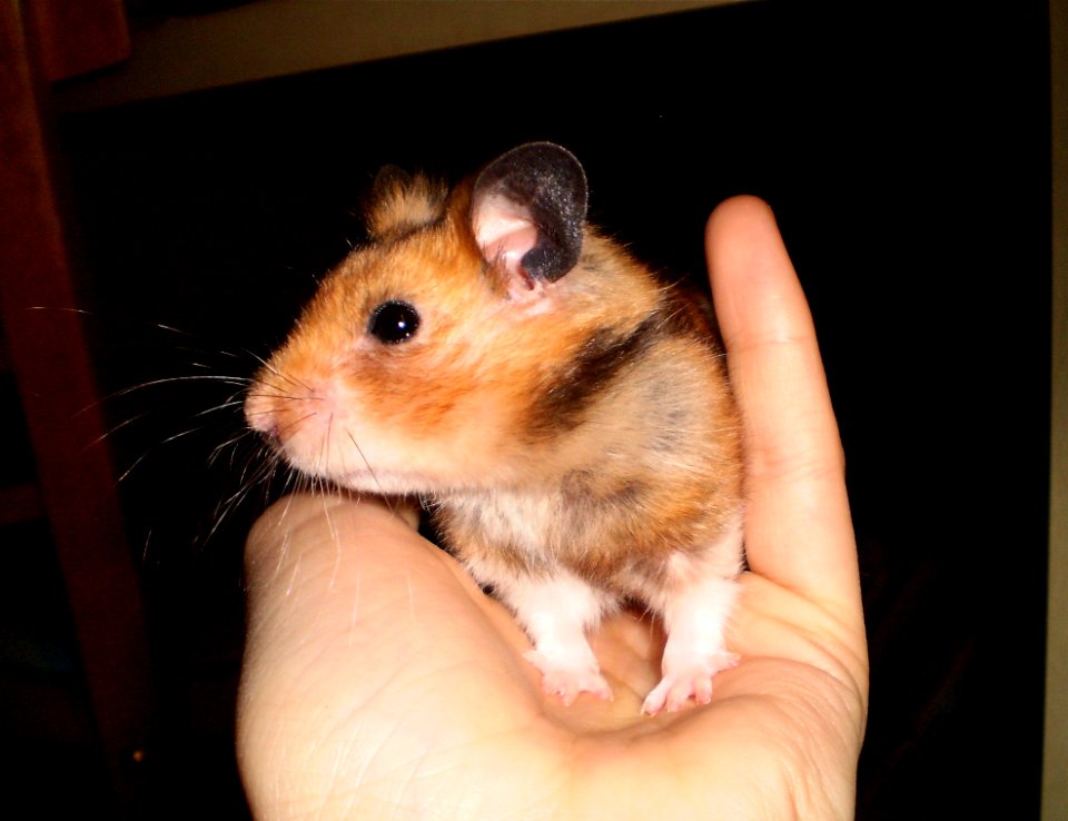 Hand Held Cuteness